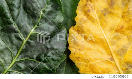 Close-up of leaf veins, centrally divided into two equal halves, half green and half yellow. Close-up of leaf veins, centrally divided into two equal halves, half green and half yellow. 119995965