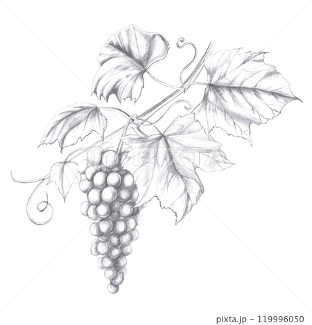 Grapevine with berries. Isolated pencil illustration in realistic style for design of alcoholic products, juices, posters, cookbooks, printing on fabric, menu design Grapevine with berries. Isolated pencil illustration in realistic style for design of alcoholic products, juices, posters, cookbooks, printing on fabric, menu design 119996050