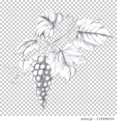 Grapevine with berries. Isolated pencil illustration in realistic style for design of alcoholic products, juices, posters, cookbooks, printing on fabric, menu design Grapevine with berries. Isolated pencil illustration in realistic style for design of alcoholic products, juices, posters, cookbooks, printing on fabric, menu design 119996050