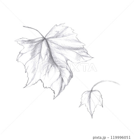 Set of grape leaves. Isolated pencil illustration in realistic style for design of alcoholic products, juices, posters, cookbooks 119996051