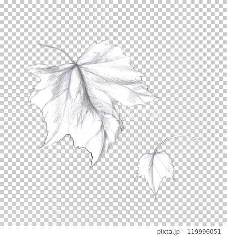 Set of grape leaves. Isolated pencil illustration in realistic style for design of alcoholic products, juices, posters, cookbooks 119996051
