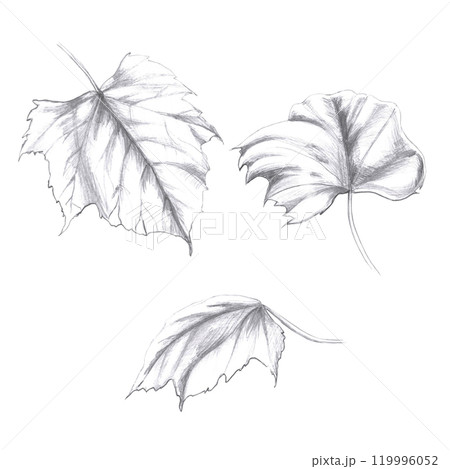 Set of grape leaves. Isolated pencil illustration for design of alcoholic products, juices, posters, cookbooks 119996052