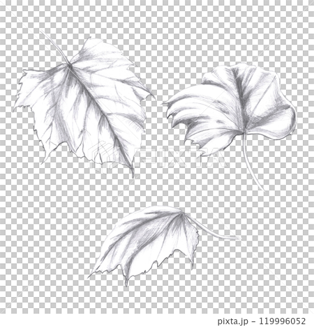 Set of grape leaves. Isolated pencil illustration for design of alcoholic products, juices, posters, cookbooks 119996052