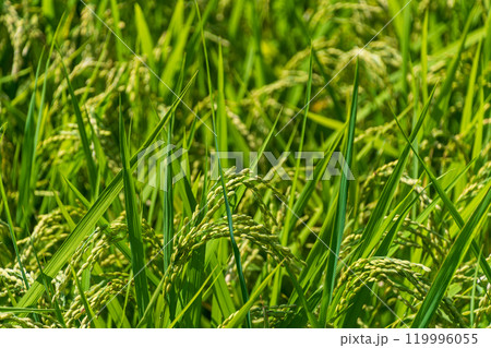 豊かな稲穂の成長 119996055