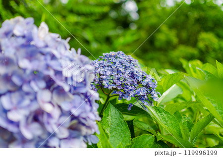 二つの紫陽花 二つの紫陽花 119996199