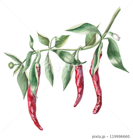 Curved branch with growing peppers. Isolated watercolor illustration for spice packaging design, cookbook, fabric printing, restaurant print design, tableware and kitchenware. 119996660