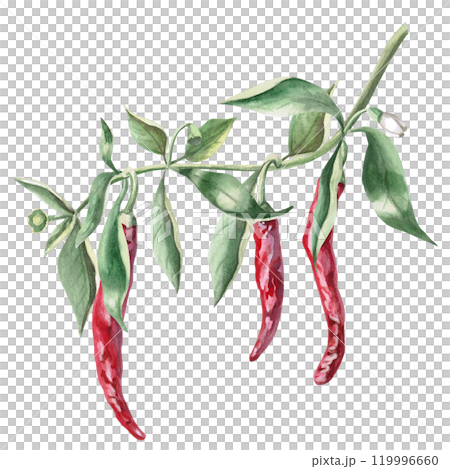 Curved branch with growing peppers. Isolated watercolor illustration for spice packaging design, cookbook, fabric printing, restaurant print design, tableware and kitchenware. 119996660