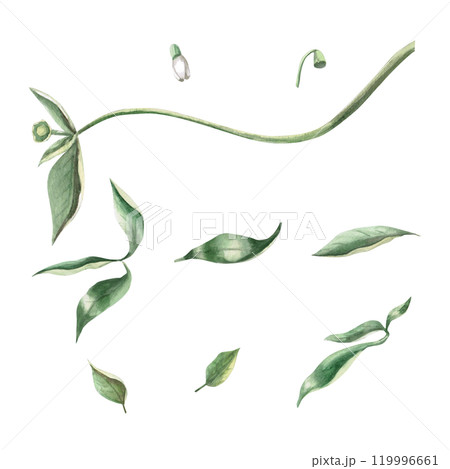 Set of pepper leaves and flowers. Isolated watercolor illustration for spice packaging design, cookbook, fabric printing, restaurant print design, tableware and kitchenware 119996661