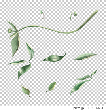 Set of pepper leaves and flowers. Isolated watercolor illustration for spice packaging design, cookbook, fabric printing, restaurant print design, tableware and kitchenware 119996661