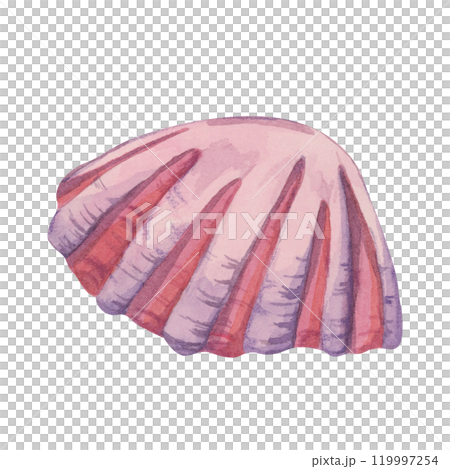 A pink watercolor shell clipart with ridges. Scallop shell illustration beach-themed apparel, underwater mollusk drawing for scrapbooking, or product packaging for ocean-inspired brands. Marine life 119997254