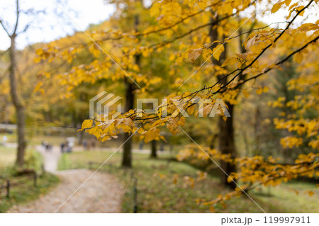 Orange fall leaves, autumn natural background. Colorful foliage in the park. Falling leaves banner 119997911