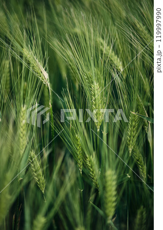 Barley Crops close up detail 119997990