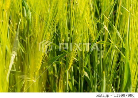 Tall wheat stalks sway gently in the warm breeze, illuminated by the bright sun. The vibrant green and golden hues create a serene landscape in summer 119997996