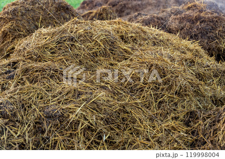 A large mound of fresh manure sits in a sunny rural field, surrounded by lush green grass. The manure appears moist and earthy, indicating recent collection 119998004