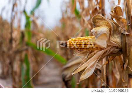 A close view shows a yellow corn cob maturing among dried corn stalks in a field, signaling the onset of autumn and the harvest season approaching 119998025