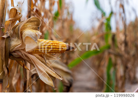 Ripe corn is ready for harvest, standing prominently among dried stalks in a rural field. The setting reflects the agricultural bounty of autumn Ripe corn is ready for harvest, standing prominently among dried stalks in a rural field. The setting reflects the agricultural bounty of autumn 119998026