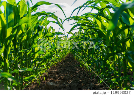 The lush green corn plants stretch towards the sky, flourishing in a neatly organized field. Sunlight filters through the leaves, illuminating the rich soil The lush green corn plants stretch towards the sky, flourishing in a neatly organized field. Sunlight filters through the leaves, illuminating the rich soil 119998027
