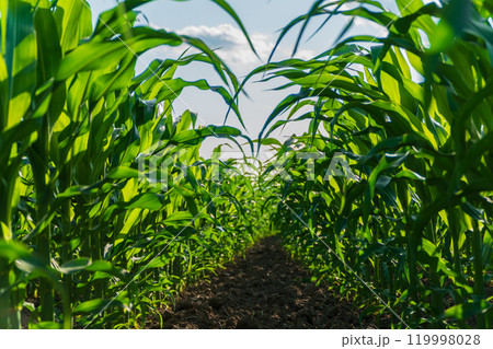 Rows of vibrant corn plants reach toward the sky under a bright sun in late spring, highlighting the healthy growth and lushness of the agricultural field Rows of vibrant corn plants reach toward the sky under a bright sun in late spring, highlighting the healthy growth and lushness of the agricultural field 119998028