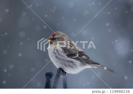 Bird common redpoll is perched on a fence in snowy winter day 119998238