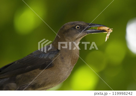 Female Great tailed grackle is eating a food on a tree. Female Great tailed grackle is eating a food on a tree. 119998242