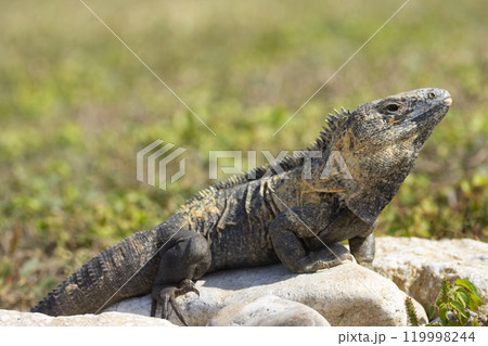 Female green iguana is sitting and suntanning on the rock of the garden. 119998244