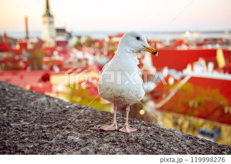 Tallinn and sea gull Tallinn and sea gull 119998276