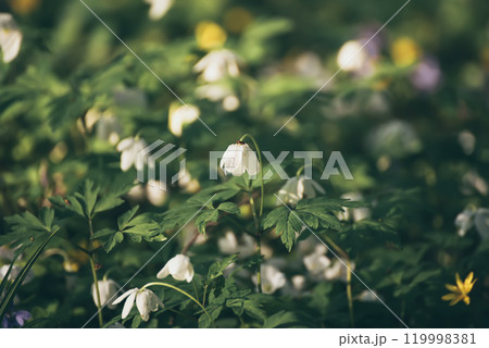 White anemone flowers growing in spring forest, natural seasonal background 119998381