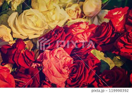 Red roses garden 119998392