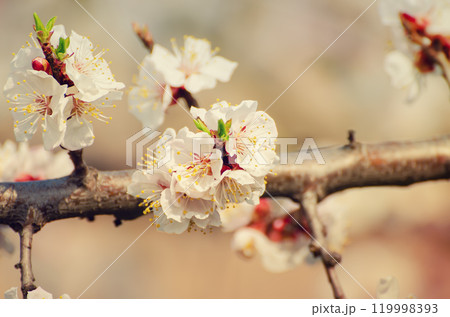 Apricot tree blossoms 119998393