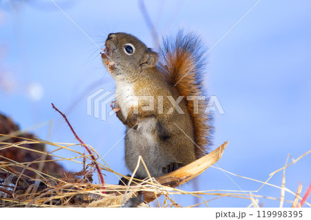 Red squirrel is sitting in the winter snowy forest and grunting. 119998395