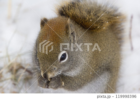 Red squirrel is sitting on snow and eating seeds in the wood. 119998396