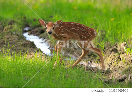 Newborn deer fawn is walking in the muddy trail in the wood. Newborn deer fawn is walking in the muddy trail in the wood. 119998403
