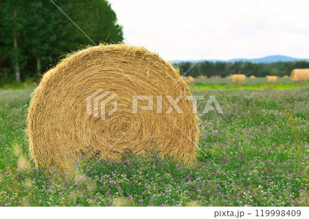 Round yellow bale in the green alfalfa field near the trees. Round yellow bale in the green alfalfa field near the trees. 119998409