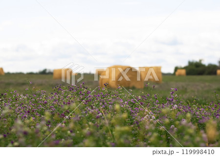 Yellow round bales in the agricultural field with blooming alfalfa. 119998410