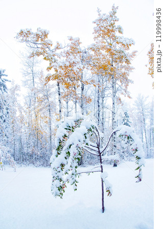 White picture of first snow that covered branches with leaves. 119998436