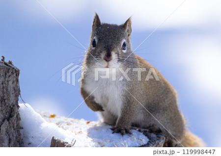Cute Res squirrel is sitting on the stump with snow in winter. 119998447