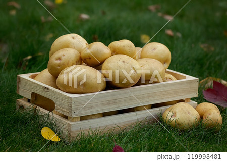 Yukon gold potatoes in the wooden crate on the green lawn Yukon gold potatoes in the wooden crate on the green lawn 119998481