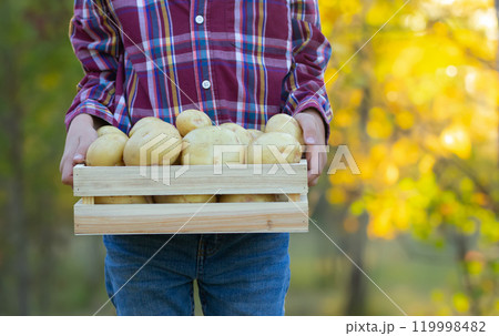 Farmer with a wooden crate of yukon gold potatoes in fall Farmer with a wooden crate of yukon gold potatoes in fall 119998482