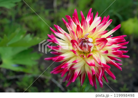 Wonderful Semi-cactus dahlia "Tahiti sunrise", a large flower with yellow center and magenta tips of petals with foliage in the garden. Wonderful Semi-cactus dahlia "Tahiti sunrise", a large flower with yellow center and magenta tips of petals with foliage in the garden. 119998498