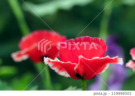 Red Shirley poppies with white rim are blooming in summer garden. 119998501