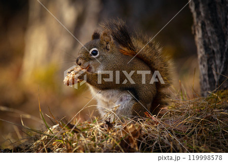 Cute American red squirrel is sitting and eating wheat head in dry yellow grass in spring on the ground of the forest Cute American red squirrel is sitting and eating wheat head in dry yellow grass in spring on the ground of the forest 119998578