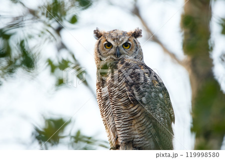 Young Great-horned owl is sitting on a tree with green leaves in the poplar wood in summer and looking for prey in summer. 119998580