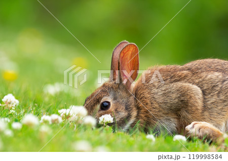 Small and fluffy brown European rabbit is sitting on the lawn and nibbling sweet clover in sunny summer day. 119998584