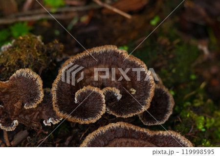 Beautiful brown curls of Telephora terrestris (also Common fiber vase or Earthfan fungus) growing in bright green moss in the forest. 119998595