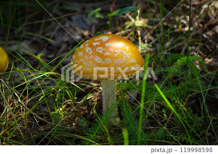 Beautiful bright yellow Amanita muscaria (Fly agaric) is growing among green leaves and grass in the forest floor. Beautiful bright yellow Amanita muscaria (Fly agaric) is growing among green leaves and grass in the forest floor. 119998598