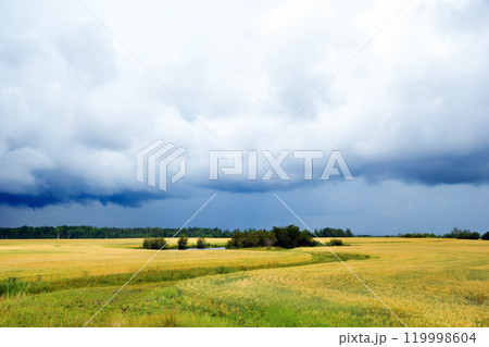 Beautiful landscape in summer prairies - yellow wheat field with trees and dramatic blue cloudy sky above, little pond in the middle of the field. 119998604