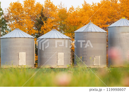 Old steel round grain bins are standing in a row along the wood with yellow autumn foliage in the field. Old steel round grain bins are standing in a row along the wood with yellow autumn foliage in the field. 119998607