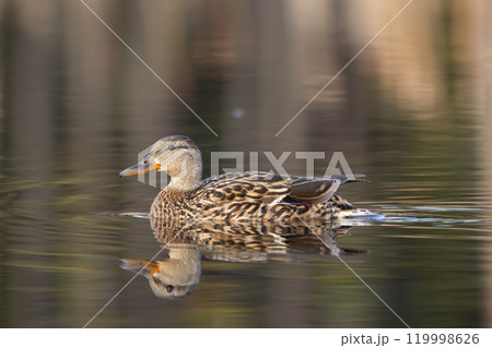 Female duck Green-winged teal is swimming peacefully in calm waters of the lake in spring after migration. Female duck Green-winged teal is swimming peacefully in calm waters of the lake in spring after migration. 119998626