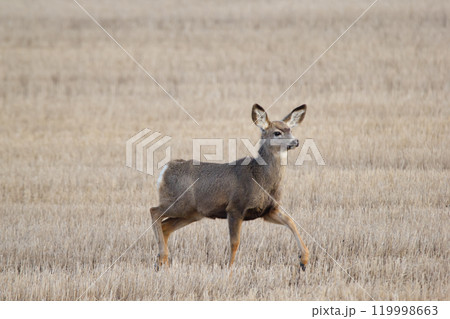 Female mule deer is walking in the yellow spring field. 119998663
