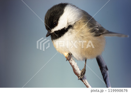 Cute little american northern bird Black-capped chickadee is perched on the tree branch in winter, blue background Cute little american northern bird Black-capped chickadee is perched on the tree branch in winter, blue background 119998676